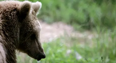 Отстрел на мечката от Белица - само при повторна агресия
