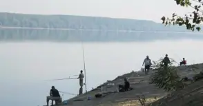 Бракониери избиват с ток рибата в Дунав