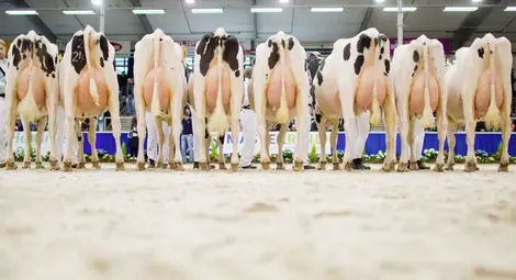 Турция депортира холандски крави заради спора с Хага