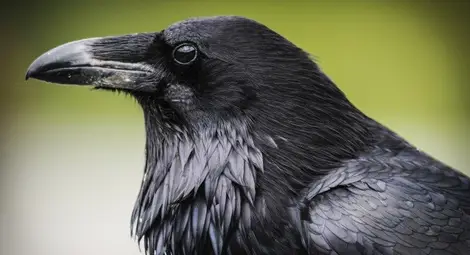 Гарваните са толкова умни, колкото е и 7-годишно дете Гарваните са толкова умни, колкото е и 7-годишно дете