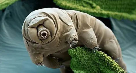 Животното, което оцелява в открития Космос Животното, което оцелява в открития Космос