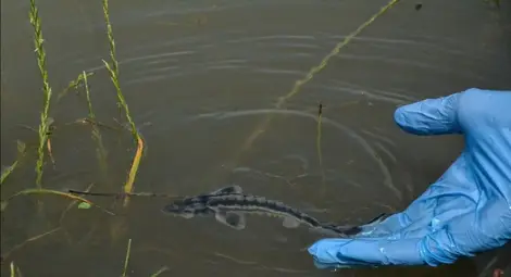 80% от влажните зони по поречието на Дунав са изчезнали, пускат 1.6 милиона есетри в реката