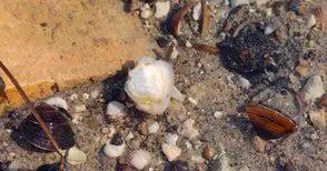 Мъртви мекотели изплуваха в Дунав заради нагрятата до горещо вода