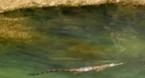 Крокодилът, който върлува в Крит, се отскубна от примката на ловец