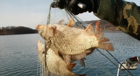 Уловът на риба в Дунав с 53% срив