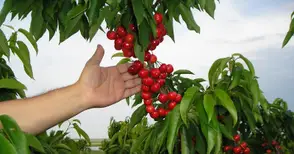 Семинар за овощари организира служба „Съвети в земеделието“