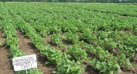 Държавата иска шоковите 177 000 лева рента от &bdquo;Образцов чифлик&ldquo;