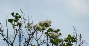 Цъфнал бял люляк припомня за зима с минус 25 градуса