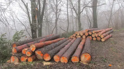 Бракониер с 40 акта нападна и заплашва горски стражар