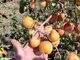 Топлото и сухо лято влоши реколтата от ябълки в Кюстендилско