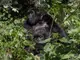 Рядко раждане на близнаци при планински горили беше регистрирано в природен парк в Конго