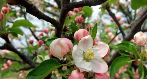 60% от ябълките в  Русенско не цъфнаха