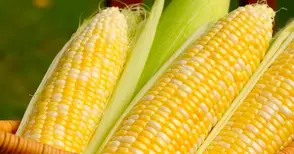 Жътвата на царевицата върви  с добиви от 689 кг от декар