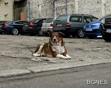 Прокуратурата в Раднево образува досъдебно производство за смъртта на куче