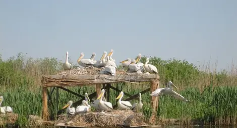 Пеликаните са най-популярните обитатели на резервата &bdquo;Сребърна&ldquo;.