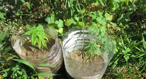 Имот в най-малкото село в областта ползван за отглеждане на марихуана