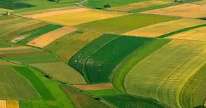 Няма ГМО по русенските полета