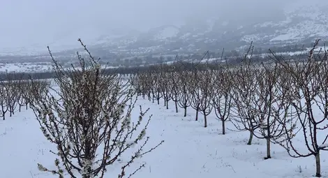 Мартенският сняг попари фатално 100% от ранните сортове кайсии Мартенският сняг попари фатално 100% от ранните сортове кайсии