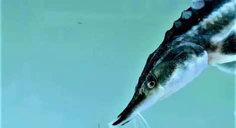 7000 моруни поеха своя път от Белене през делтата на Дунав към Черно море