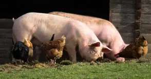 Пострадалите от чумата свиневъди ще имат предимство по мерките за финансиране