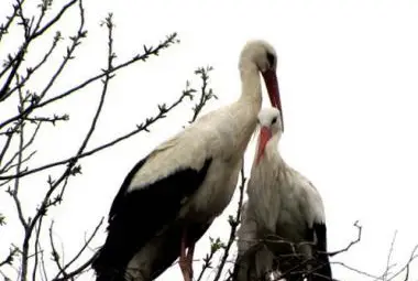 Щъркел се връща при ранената си любима в продължение на 12 години