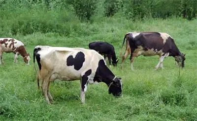 Търсят наши доячи в Германия за 2000 евро