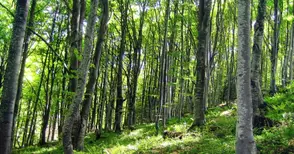 Държавата ще изкупи гори на 18  дребни собственици в Русенско