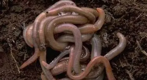 Учени откриха формулата на младостта – кръглите червеи Учени откриха формулата на младостта – кръглите червеи