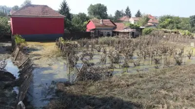 Оставаме без български домат на пазара