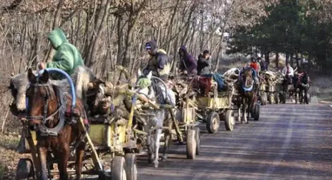 Баща и син хванати с 8 каруци бракониерски изсечени дърва