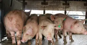 Заповед: Всички домашни прасета да се изколят до 10 дни