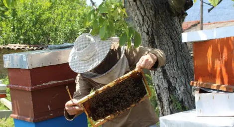 Разясняват на пчелари от Русе възможностите за подпомагане