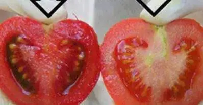 Как да разпознаете генномодифицираните храни в магазините и на пазарите