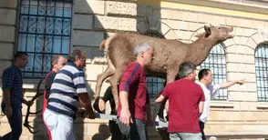 Над 35 хиляди са разгледали  за година русенския Екомузей