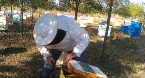 От 26 октомври се приемат заявления по пчеларската програма От 26 октомври се приемат заявления по пчеларската програма