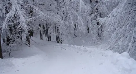 1300 метра ничия земя на пътя от Ценово за Свищов създава проблеми през зимата 1300 метра ничия земя на пътя от Ценово за Свищов създава проблеми през зимата