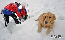 Куче за първи път стигна до базовия лагер на Еверест