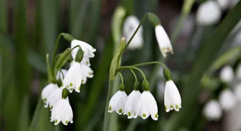 Редки растения обсипват с цветовете си зеленото сърце на Албена