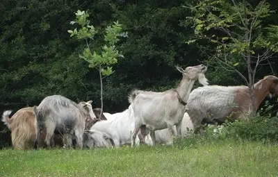 Фонд "Земеделие" изплати 118 милиона лева на животновъдите