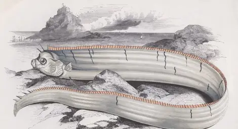 Океанът изхвърли мистериозна риба-гребло в САЩ