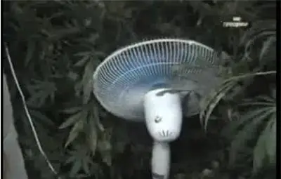 Разбиха образцова наркоферма