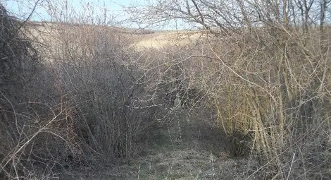 Път са направили само зверовете. Те имат по-големи сърца от хората