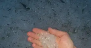 Градушка като лешник помля  Долна Студена и Ценово