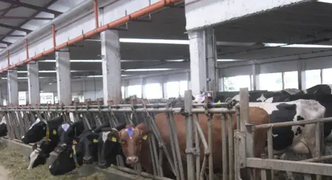 Млечните крави в Русенско намаляват с над 10% за година Млечните крави в Русенско намаляват с над 10% за година