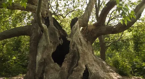 Две седмици остават до края на &bdquo;Дърво с корен 2015&ldquo;