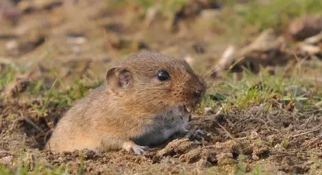 Мишки и голи охлюви изяли 10-15% от зърното