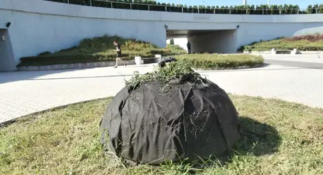 Загадка в Кръговото: Опаковани в стил Кристо храсти удивляват минувачите