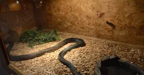 Дракончето Шрек и най-отровната змия в света съскат в музея