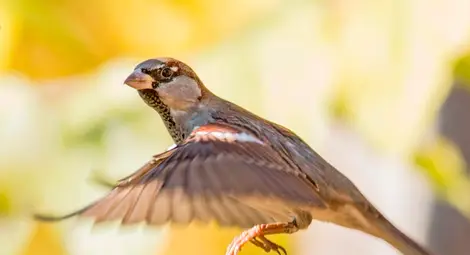 Ранното настъпване на пролетта е опасно за птиците