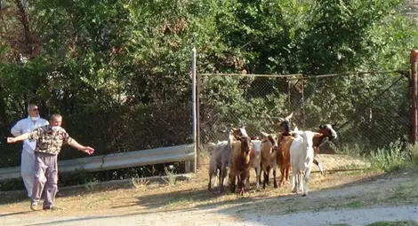 Глоба от 500 лв., ако козите ви унищожат чужда земеделска продукция